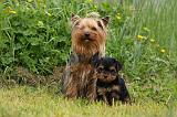 YORKSHIRE TERRIER 610